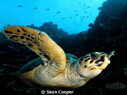 Canon g10&Fantasea big eye&Epoque ES350DS by Sean Cooper 